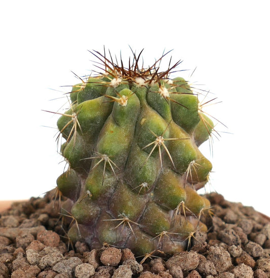 Copiapia serpentisulcata X Copiapoa cinerea raro cactus succulento con spine spesse e fusto verde strutturato
