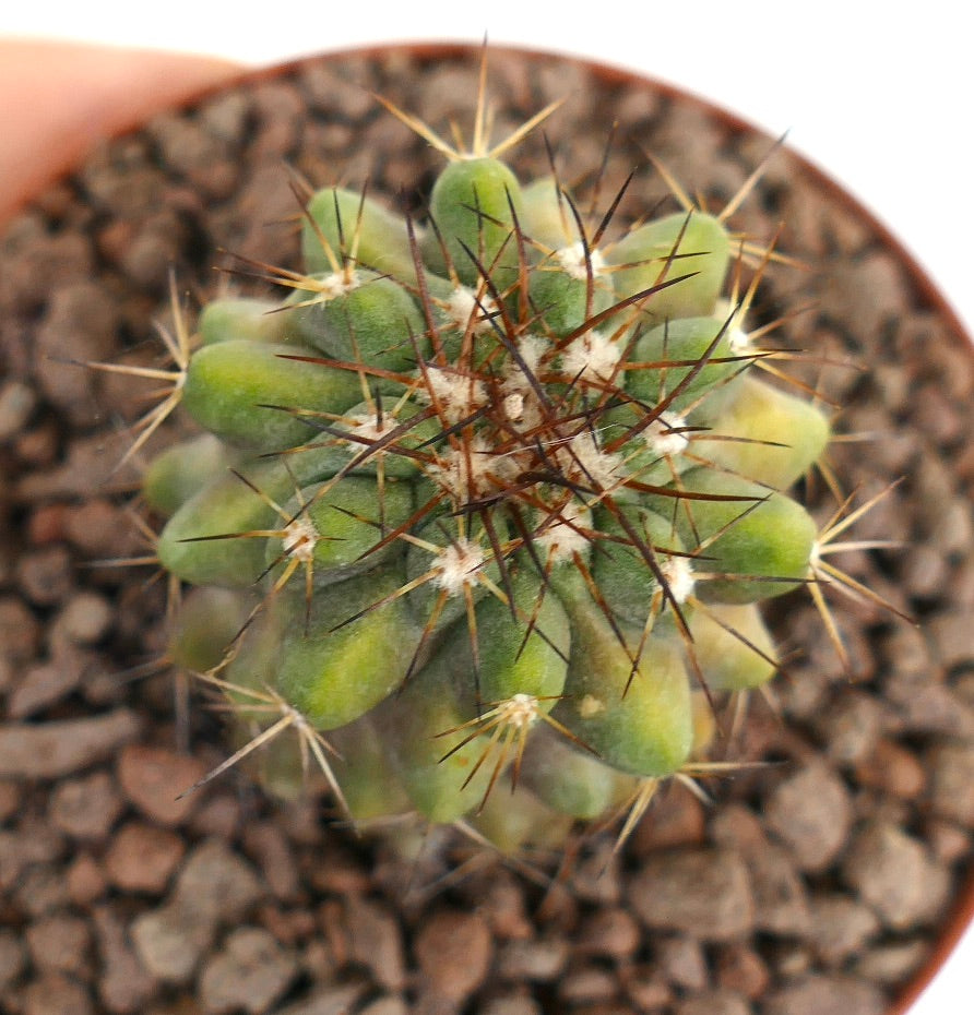 كوبيا بيا سيربنتيسولكاتا × كوبيا با سينيريا صبار عصاري نادر بأشواك بنية كثيفة وتورقات خضراء