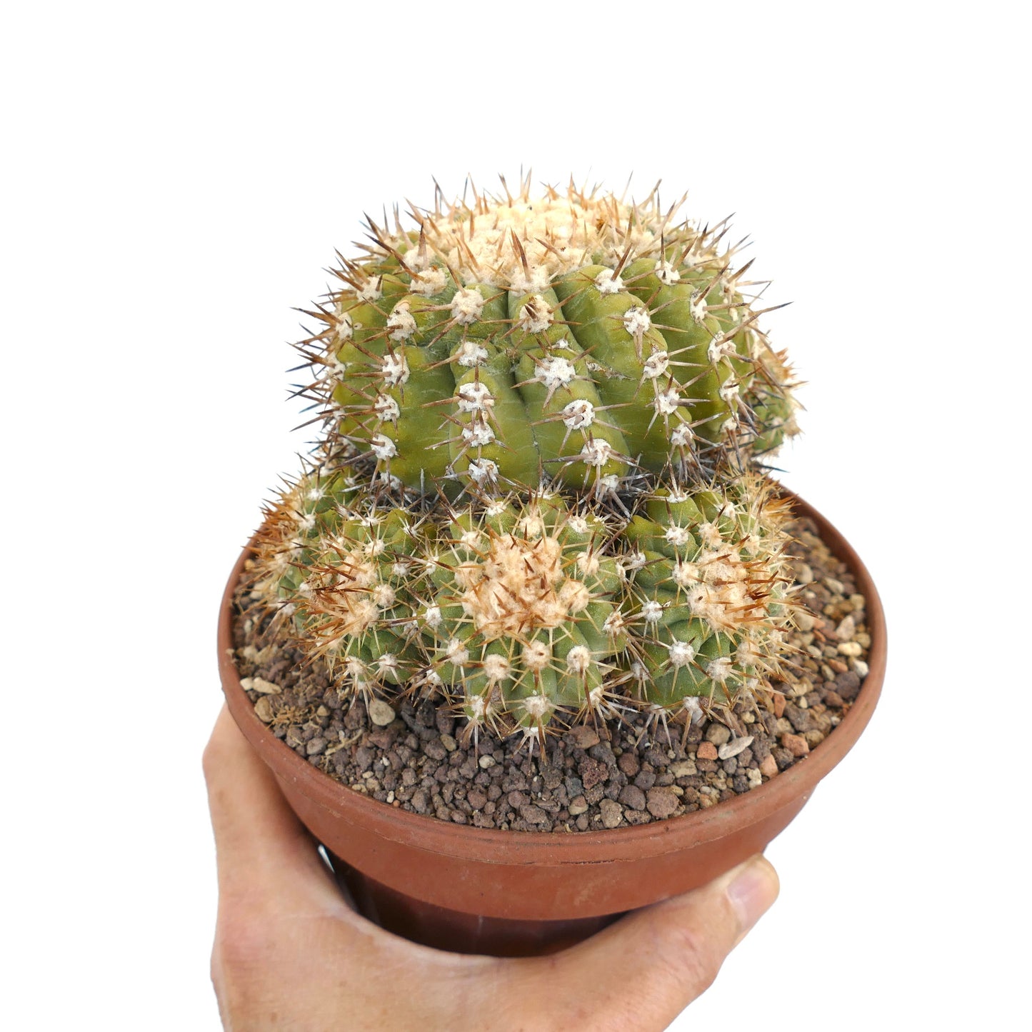 Copiapoa serpentisulcata 9 HEADS CULSTER AT