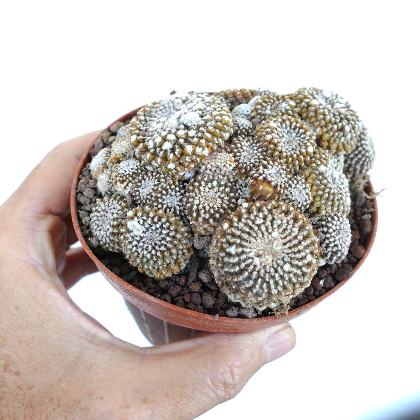 Copiapoa lauii GIANT CLUSTER 787