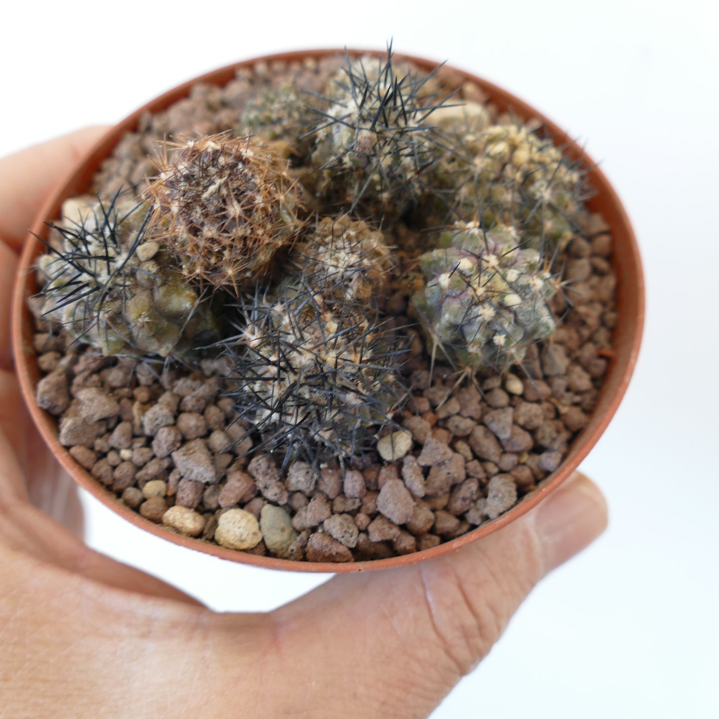 Copiapoa (different seedlings pot) A79