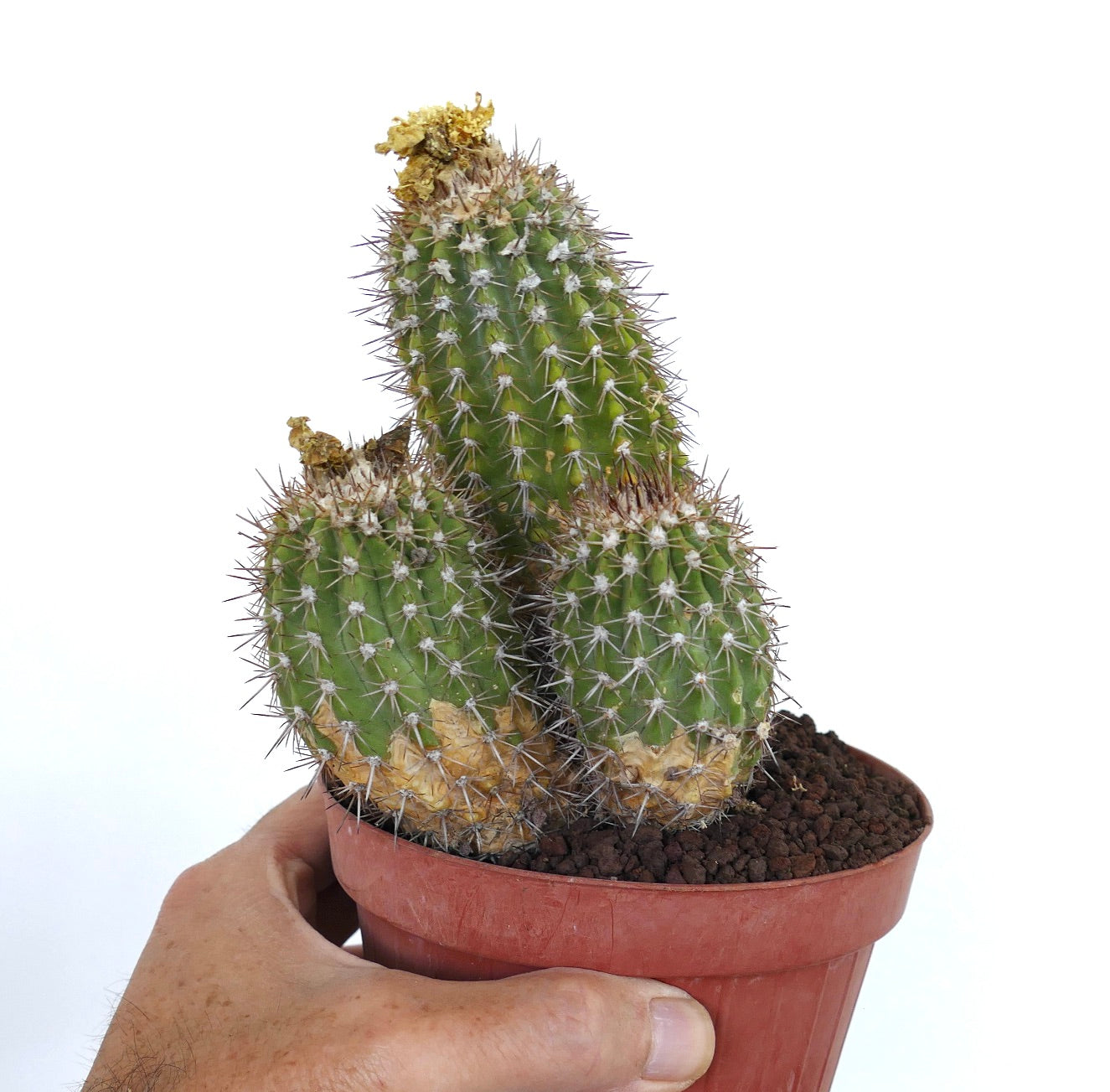 Copiapoa decorticans MULTIHEADS 858