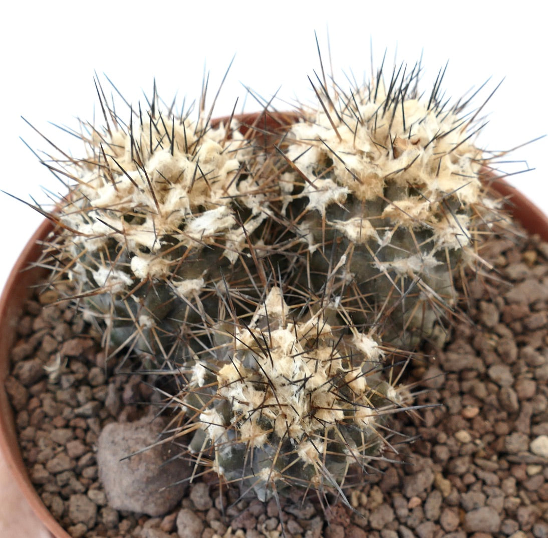 Copiapoa humilis 3 HEADS AZ2