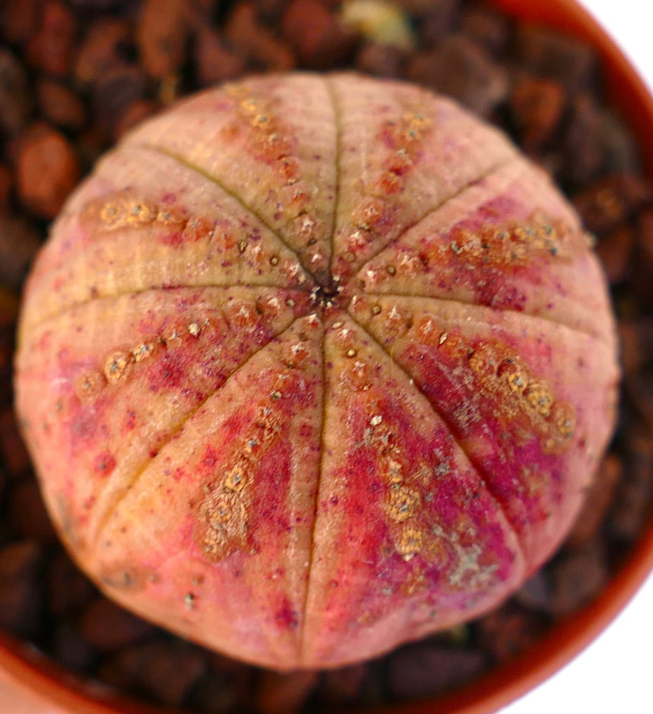 Euphorbia obesa ORANGE FORM 9A