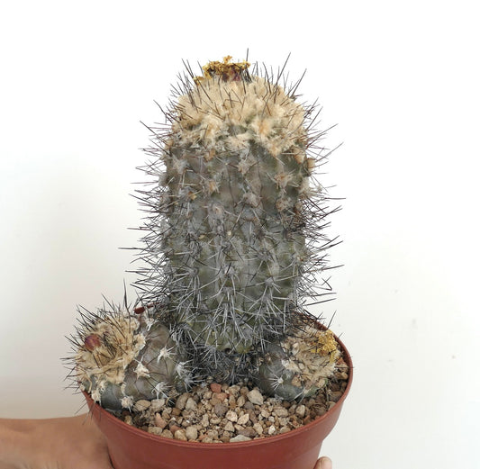 Copiapoa humilis 3 HEADS 85