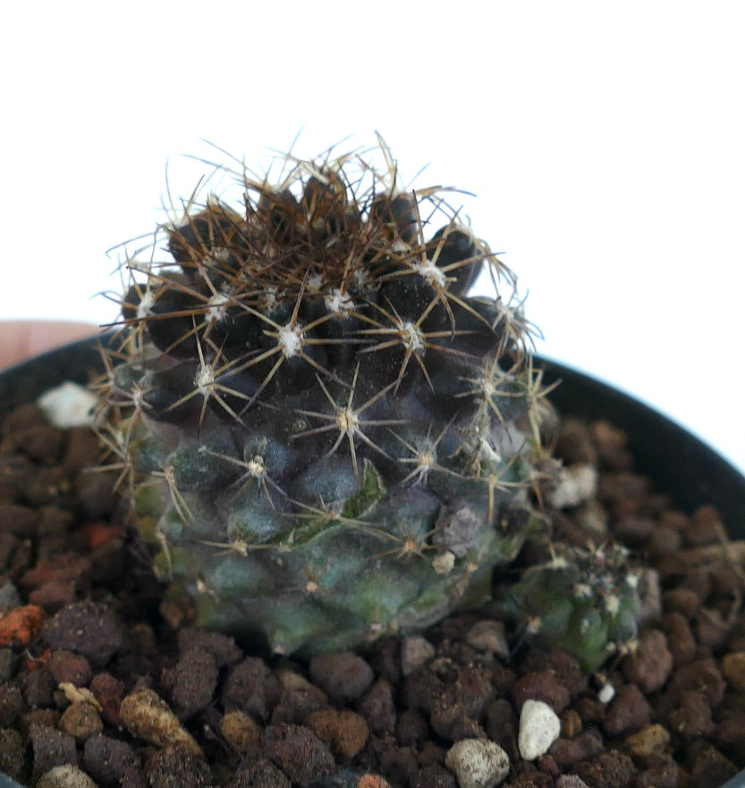 Copiapoa humilis SS5