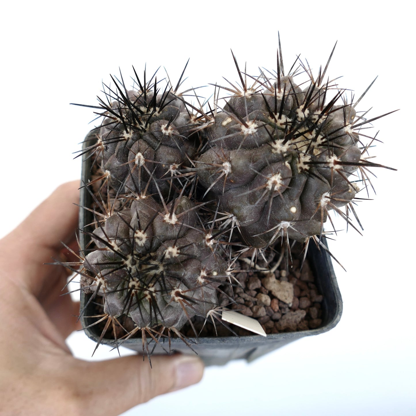 Copiapoa cinerea DARK GRAY 3 HEADS SPF41