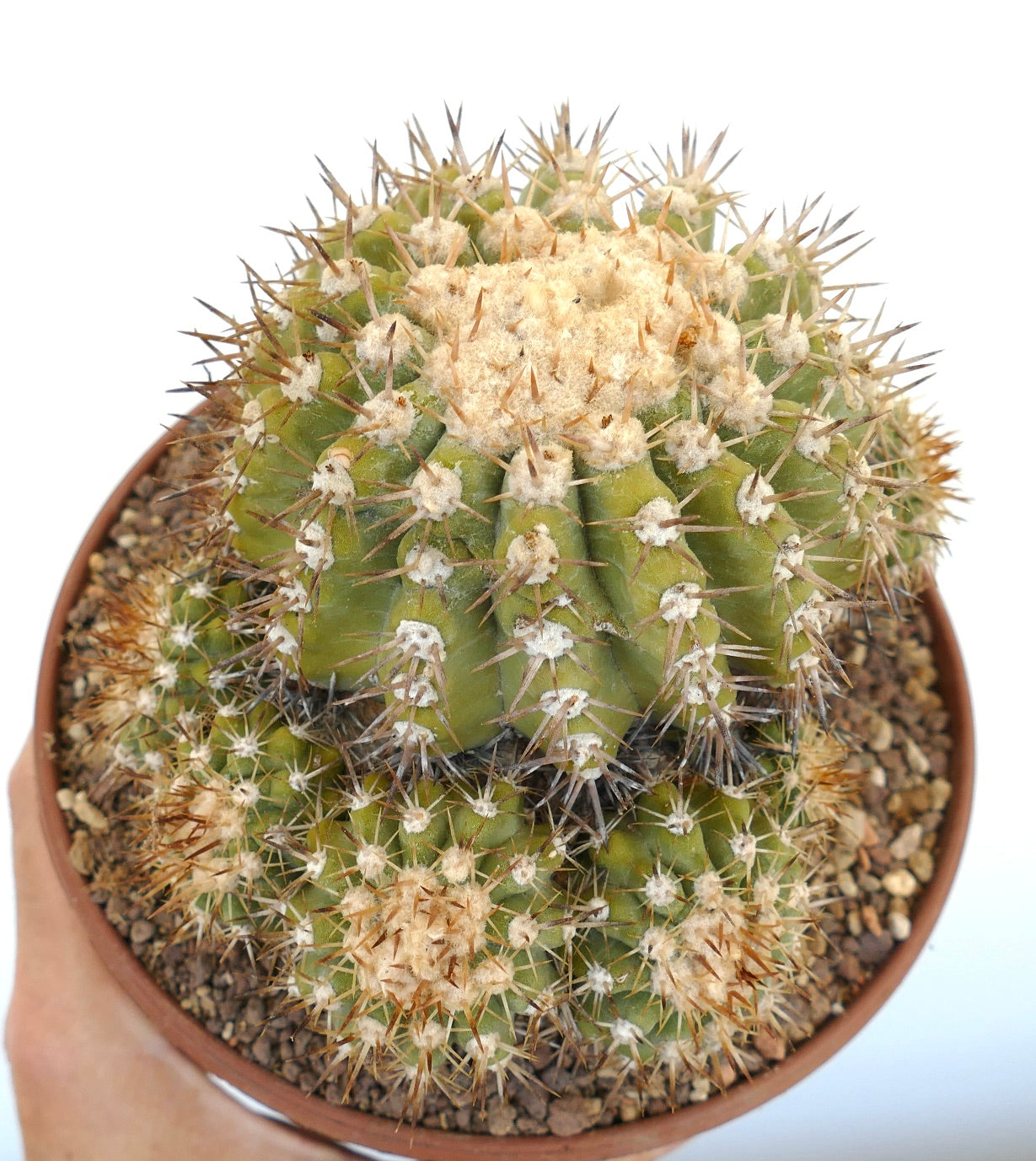 Copiapoa serpentisulcata 9 HEADS CULSTER AT