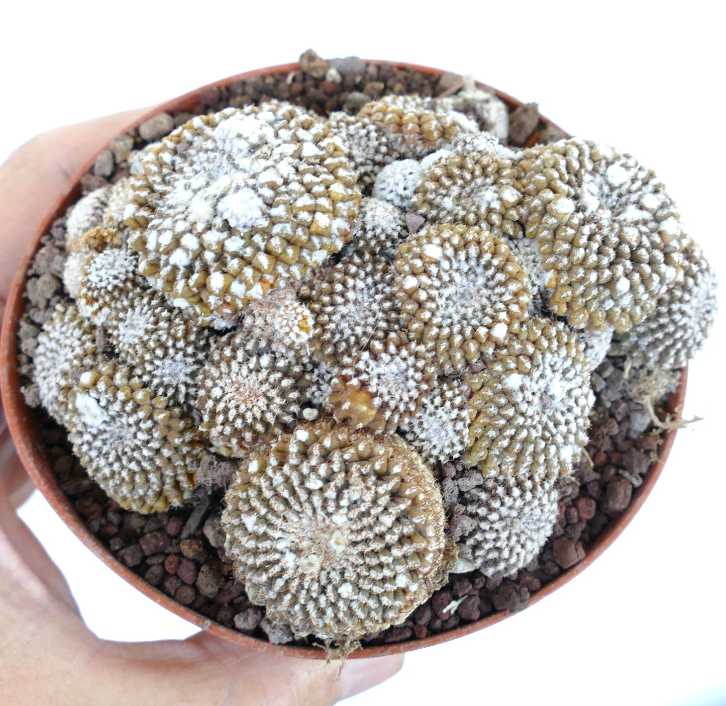 Copiapoa lauii GIANT CLUSTER 787