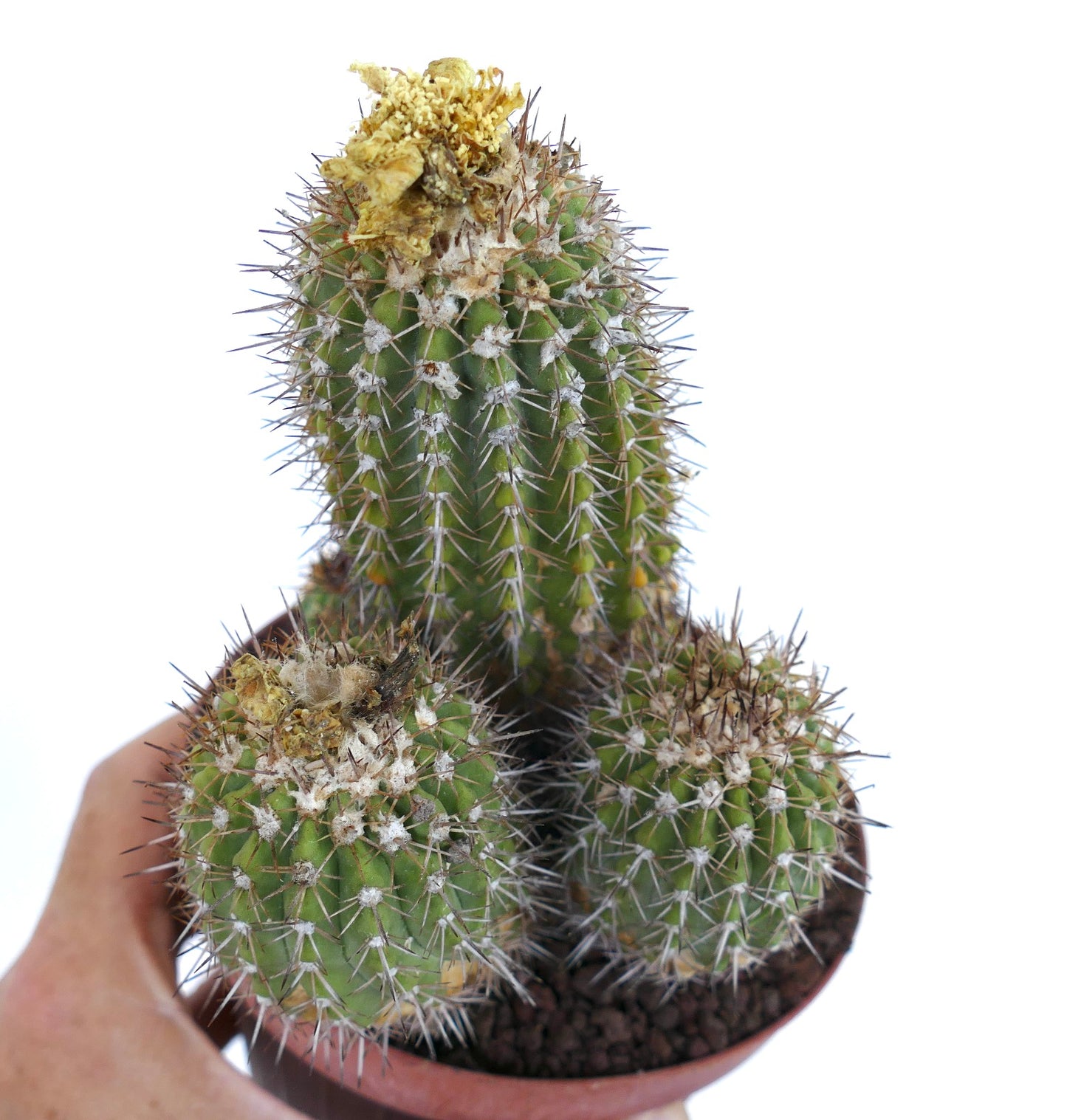 Copiapoa decorticans MULTIHEADS 858