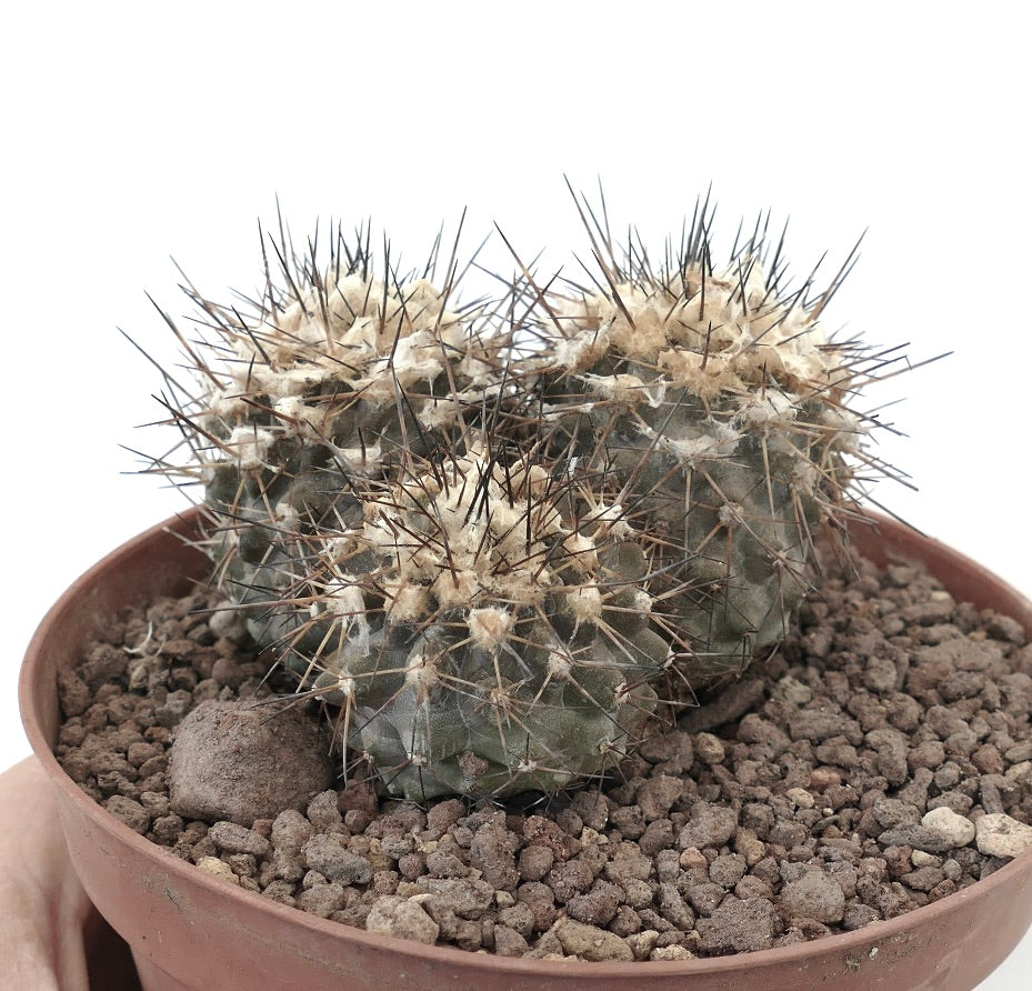 Copiapoa humilis 3 HEADS AZ2