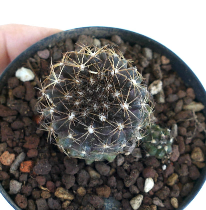 Copiapoa humilis SS5