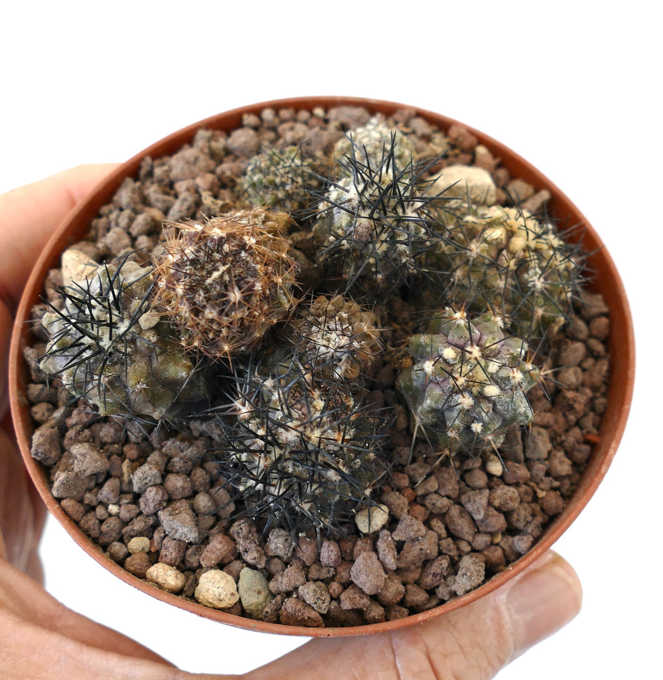 Copiapoa different seedlings A79