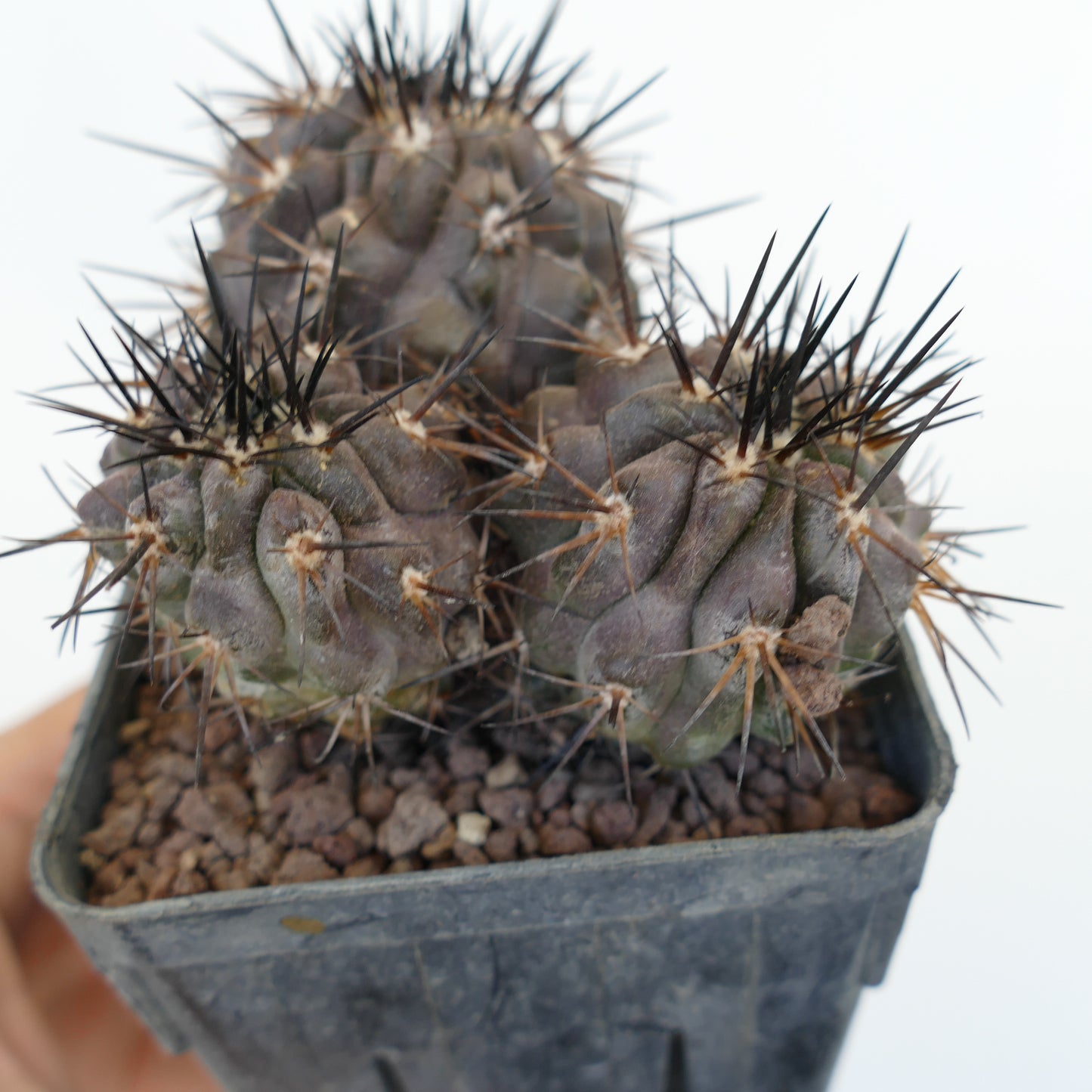 Copiapoa cinerea DARK GRAY 3 HEADS SPF41