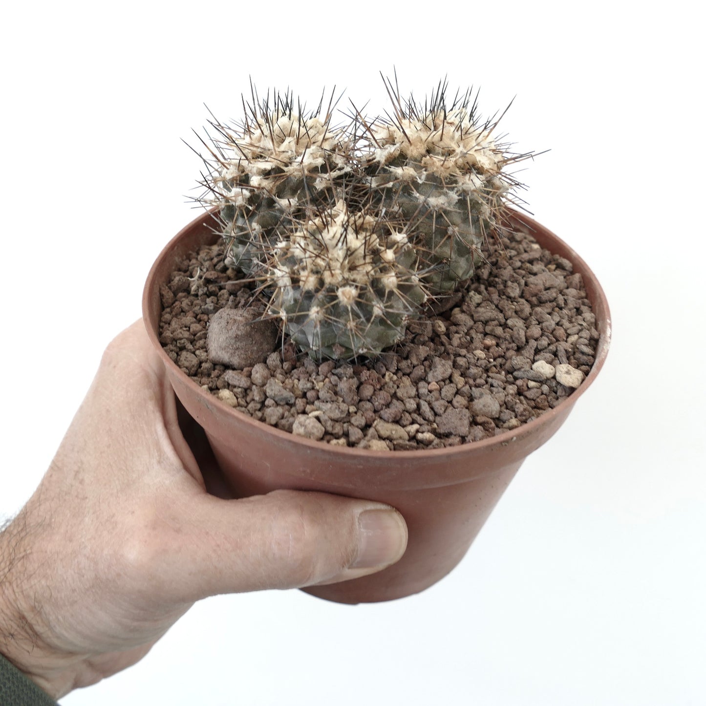 Copiapoa humilis 3 HEADS AZ2