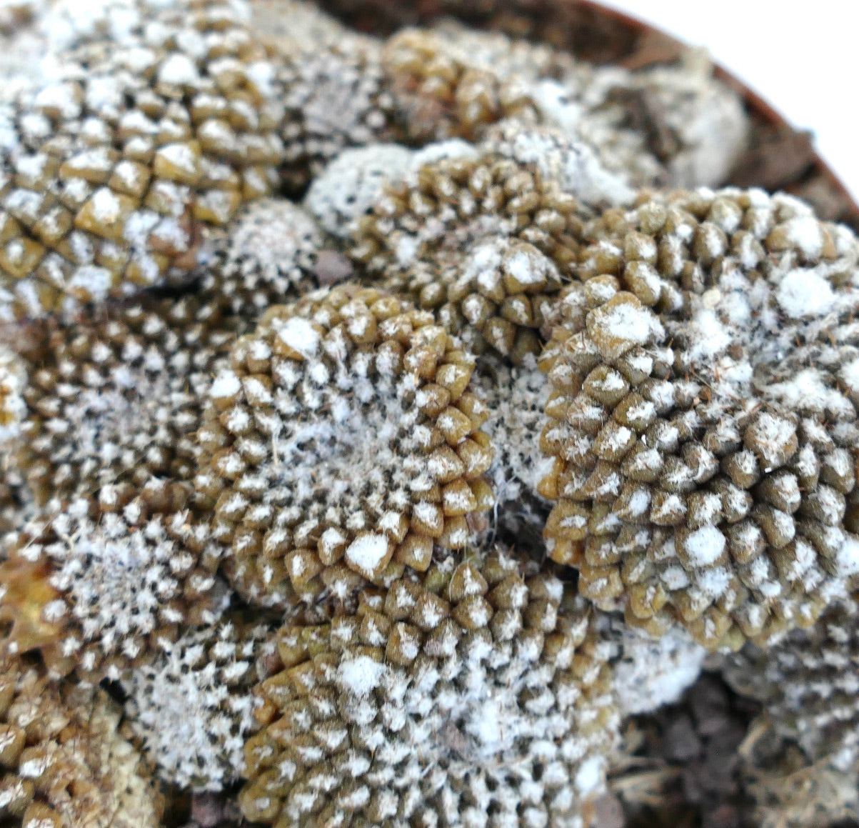 Copiapoa lauii GIANT CLUSTER 787