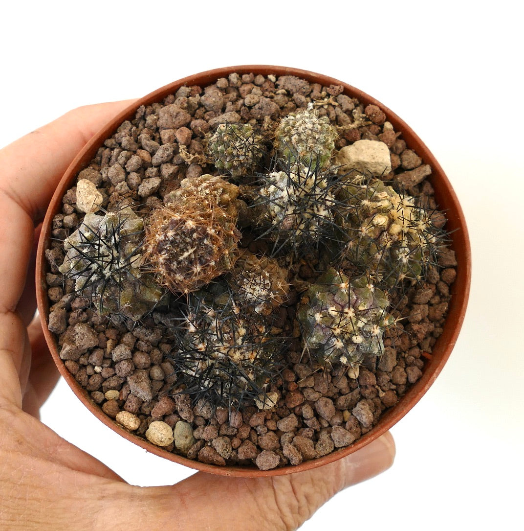 Copiapoa (different seedlings pot) A79