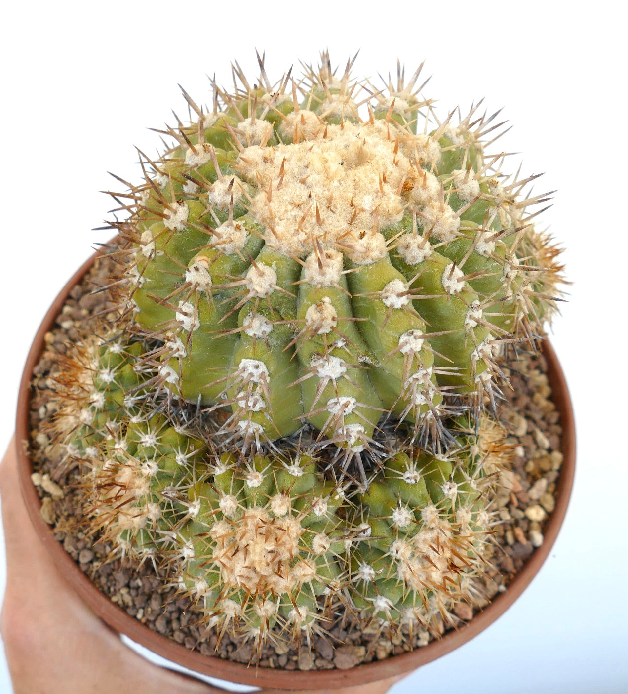 Copiapoa serpentisulcata 9 HEADS CULSTER AT