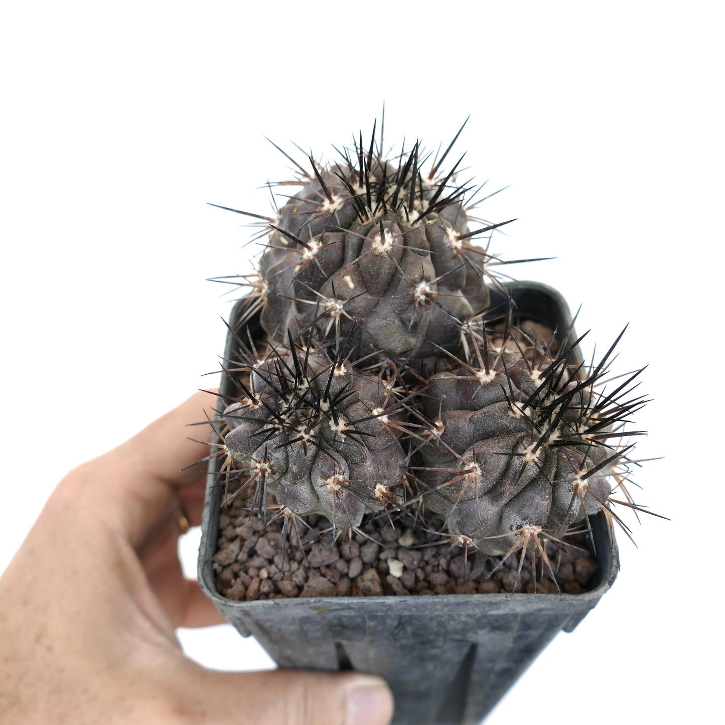 Copiapoa cinerea DARK GRAY 3 HEADS SPF41