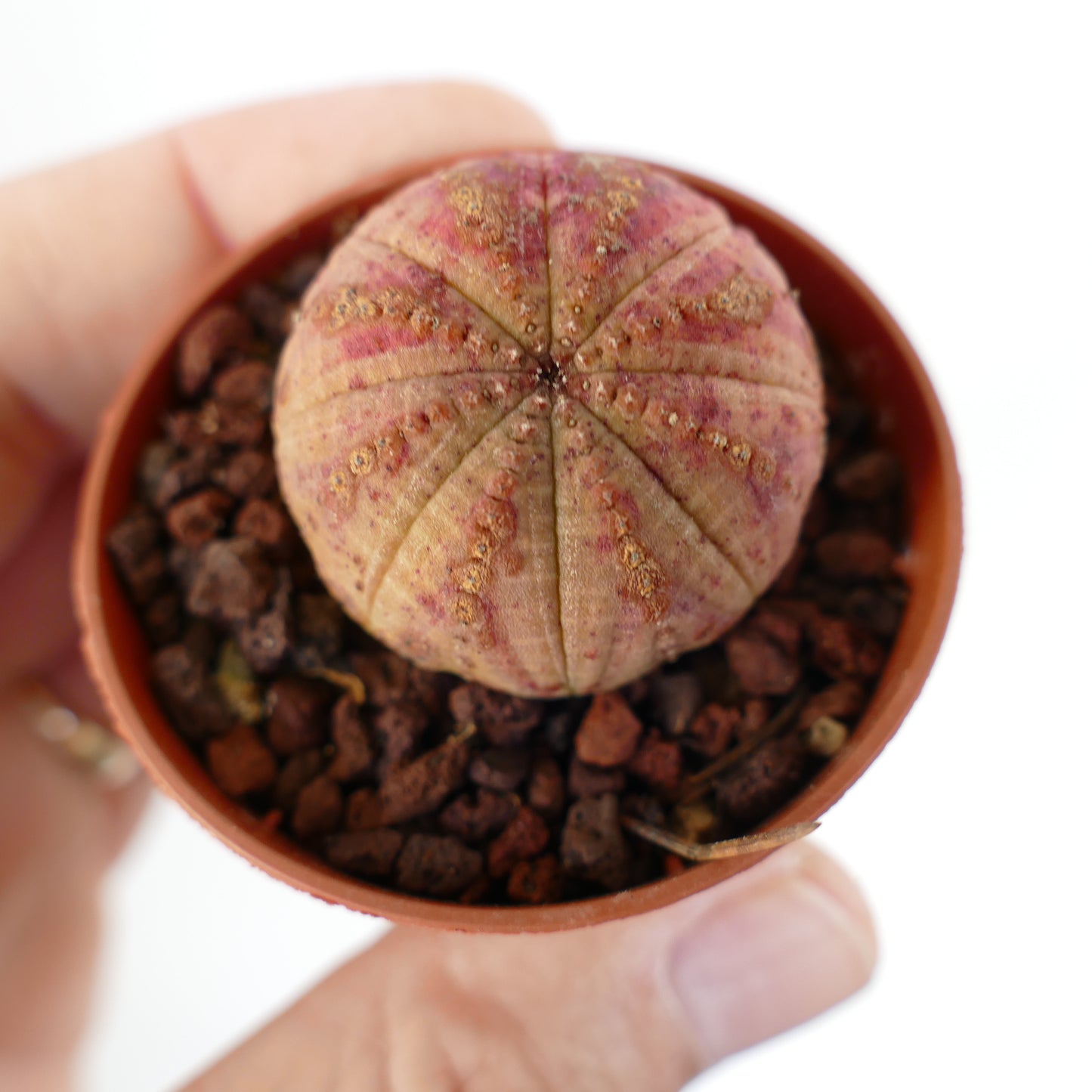 Euphorbia obesa ORANGE FORM 9A