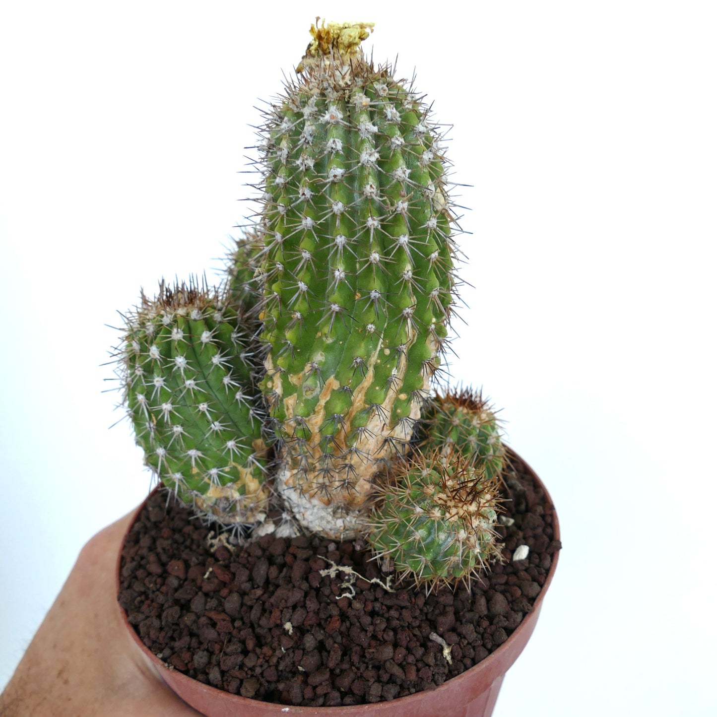 Copiapoa decorticans MULTIHEADS 858