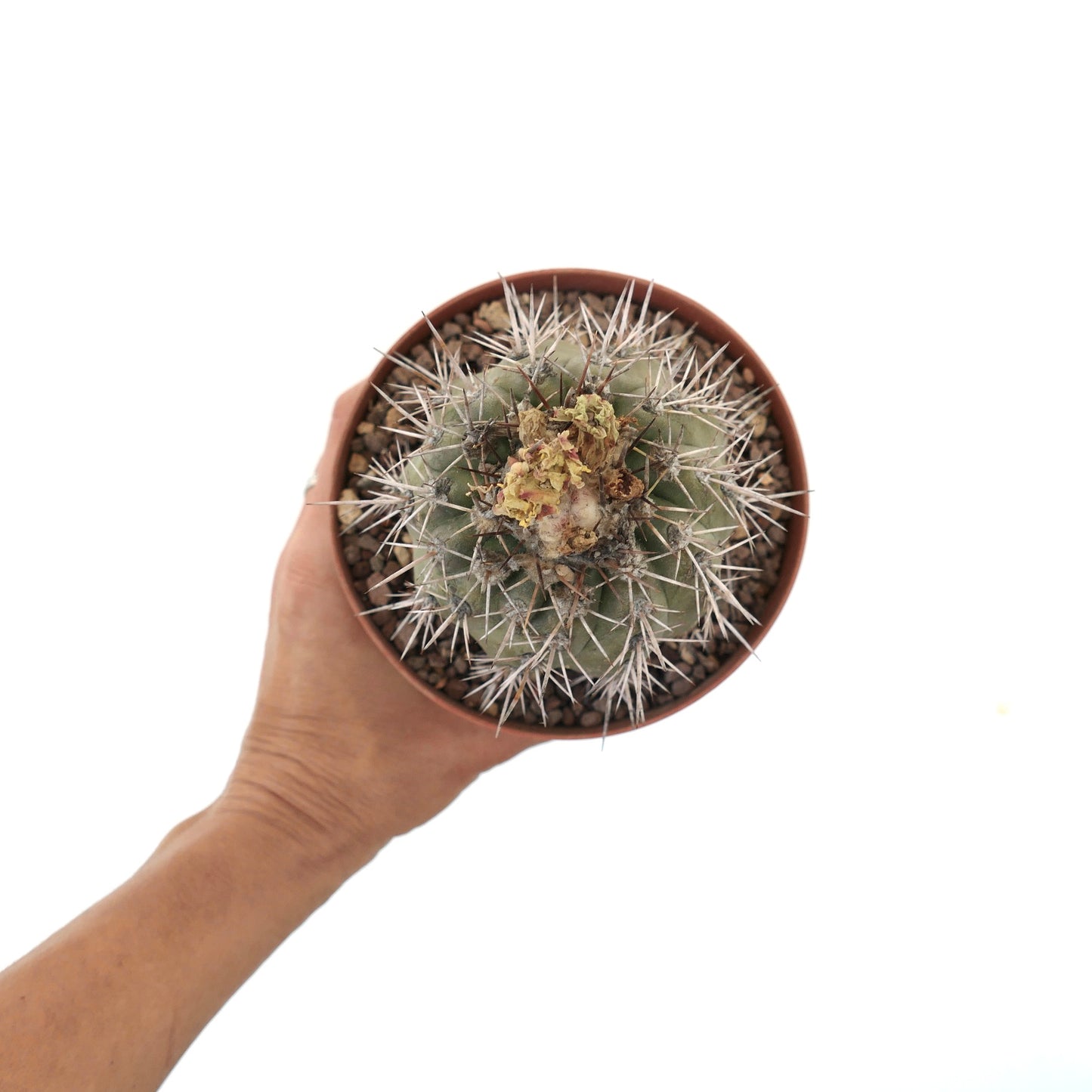 Copiapoa mollicula TT91