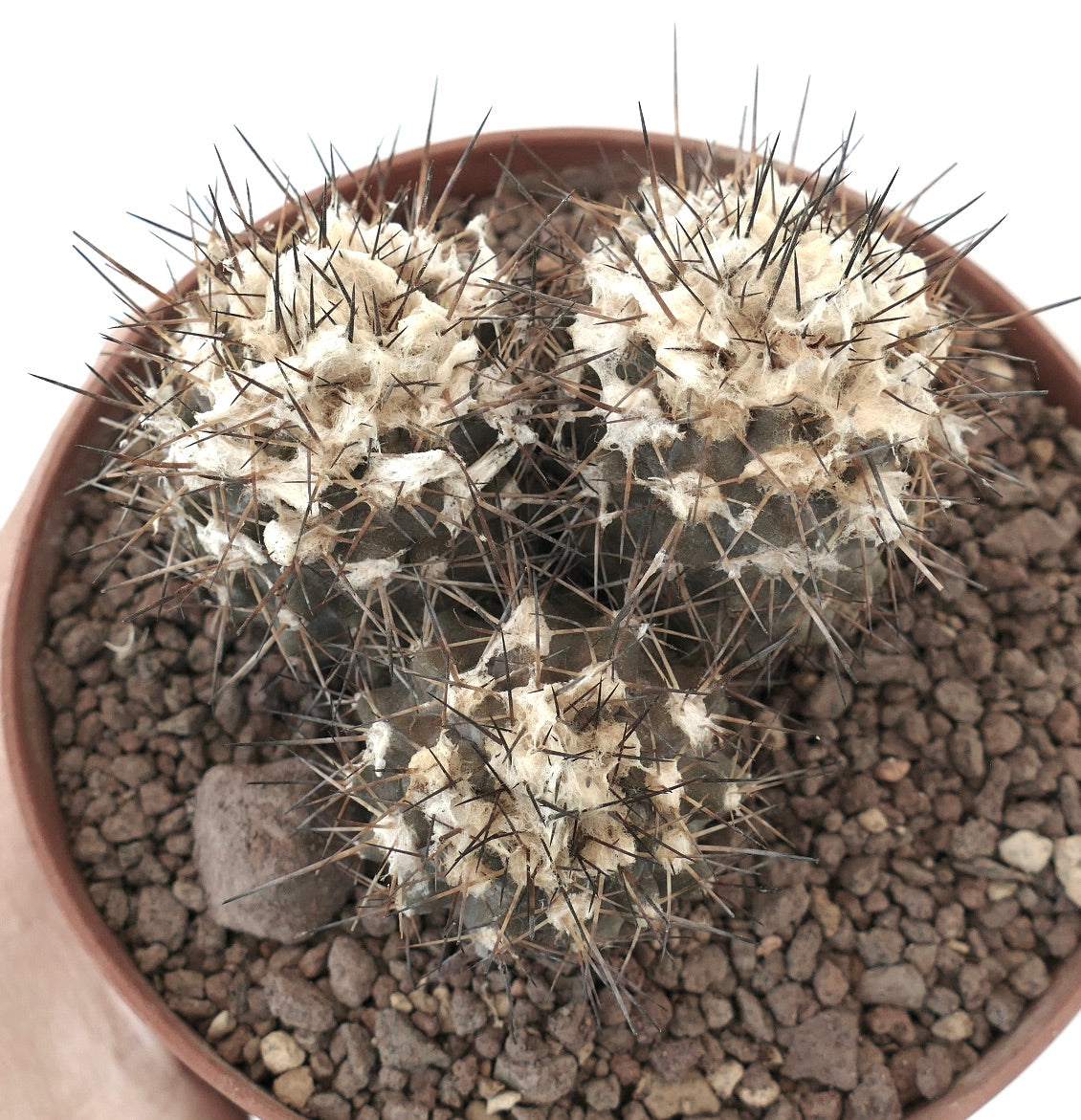 Copiapoa humilis 3 HEADS AZ2