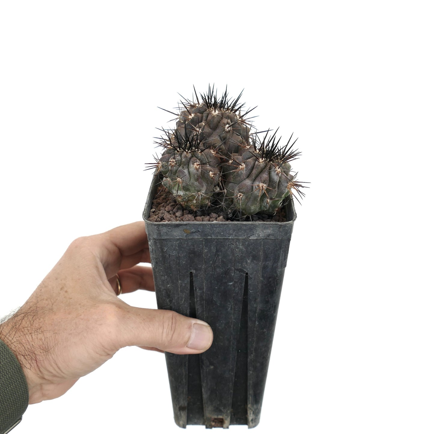 Copiapoa cinerea DARK GRAY 3 HEADS SPF41