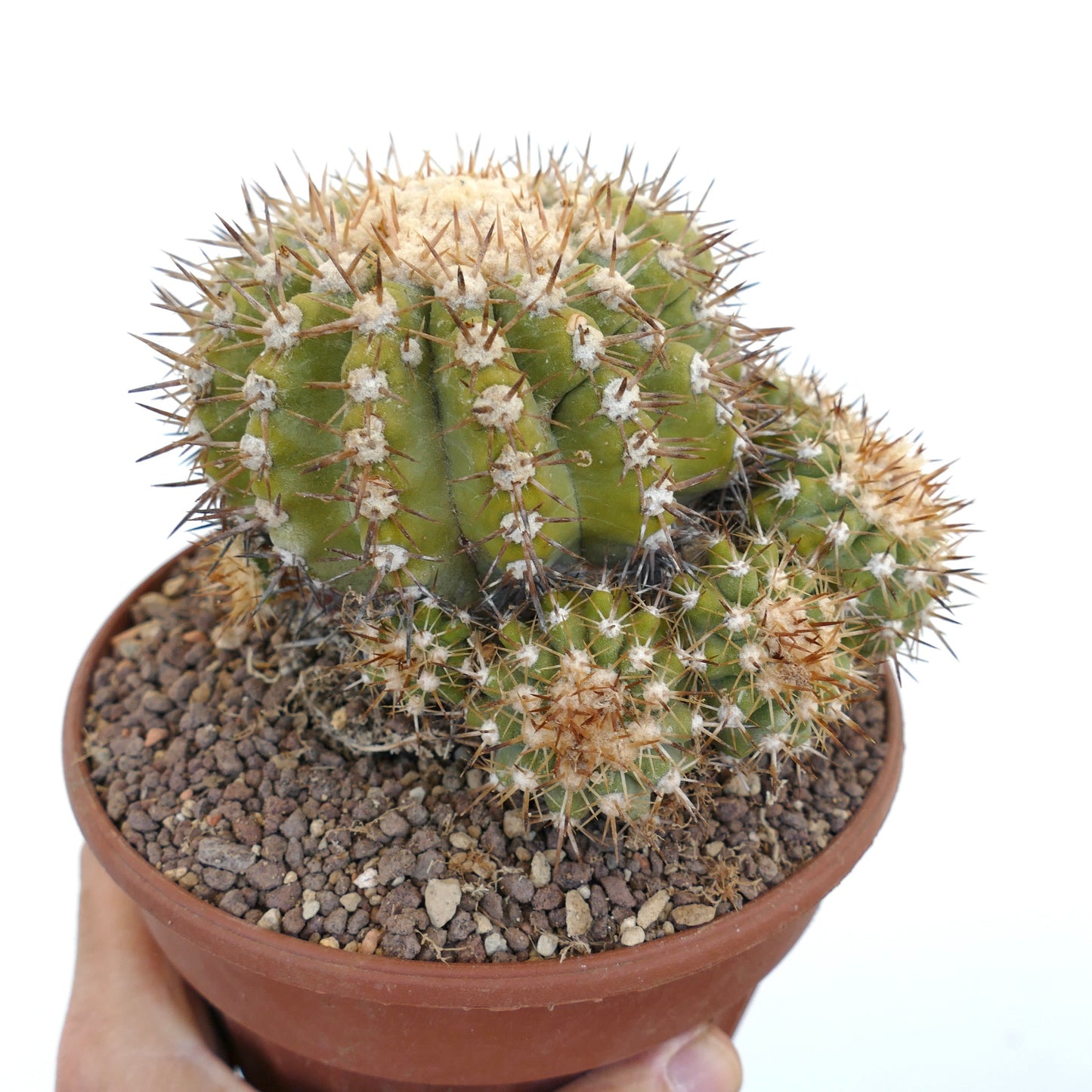 Copiapoa serpentisulcata 9 HEADS CULSTER AT