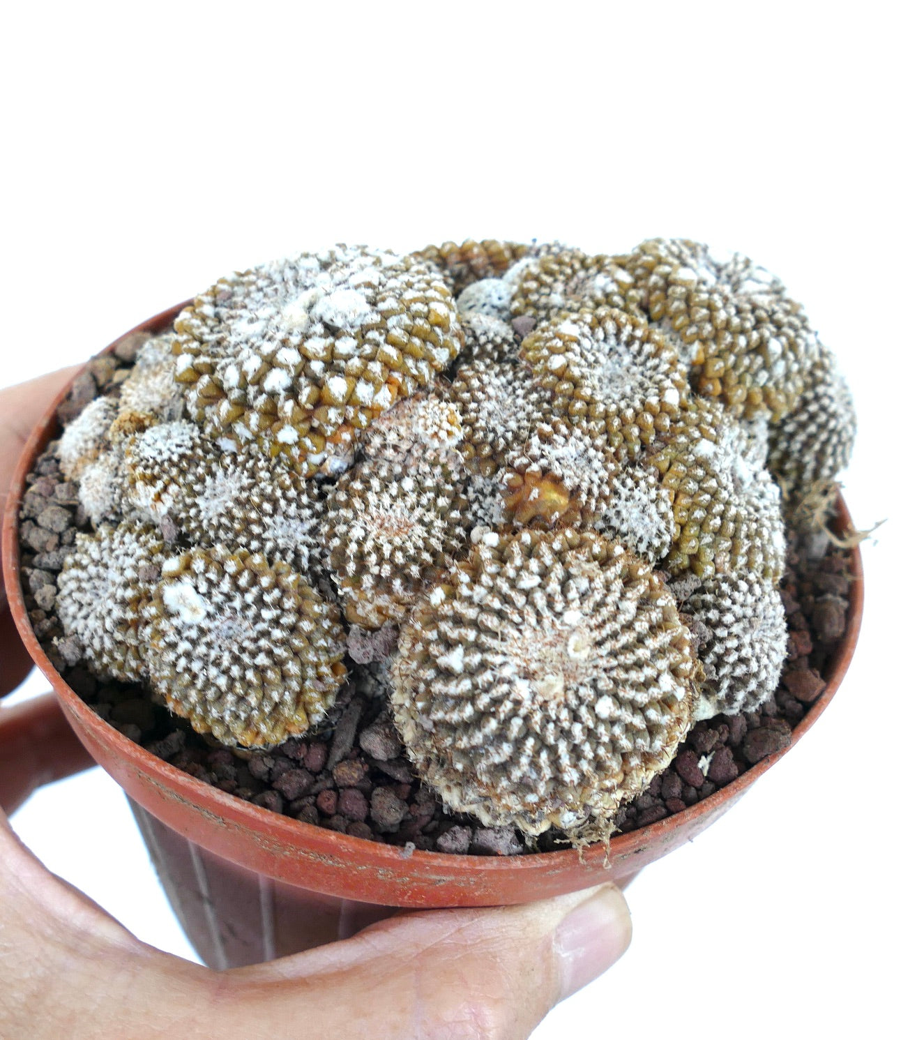 Copiapoa lauii GIANT CLUSTER 787