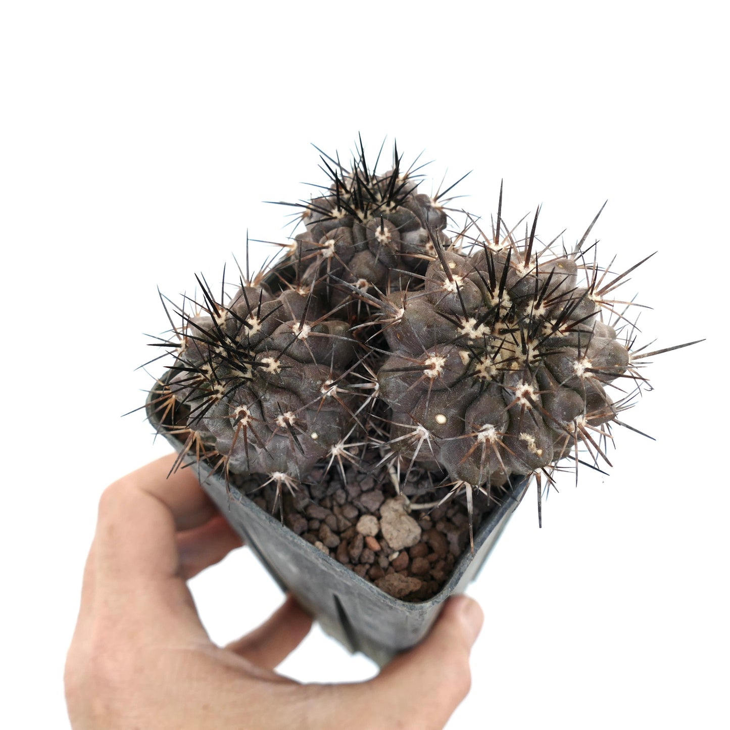 Copiapoa cinerea DARK GRAY 3 HEADS SPF41