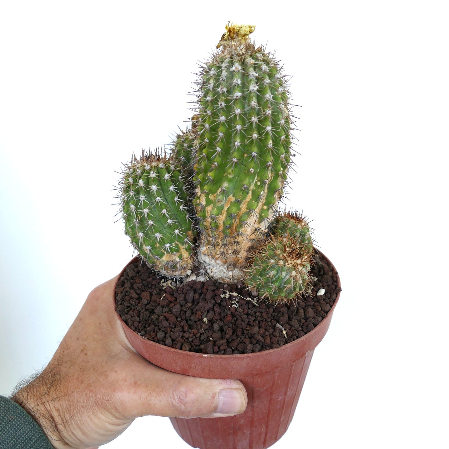 Copiapoa decorticans MULTIHEADS 858