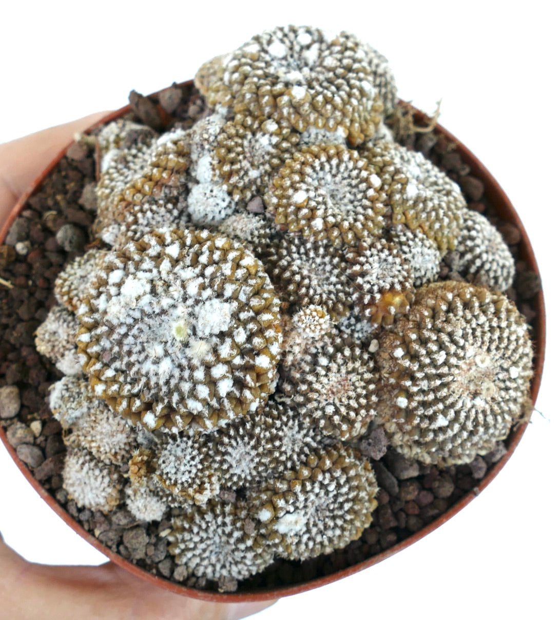 Copiapoa lauii GIANT CLUSTER 787