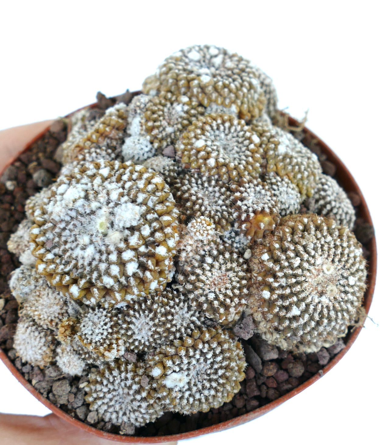 Copiapoa lauii GIANT CLUSTER 787