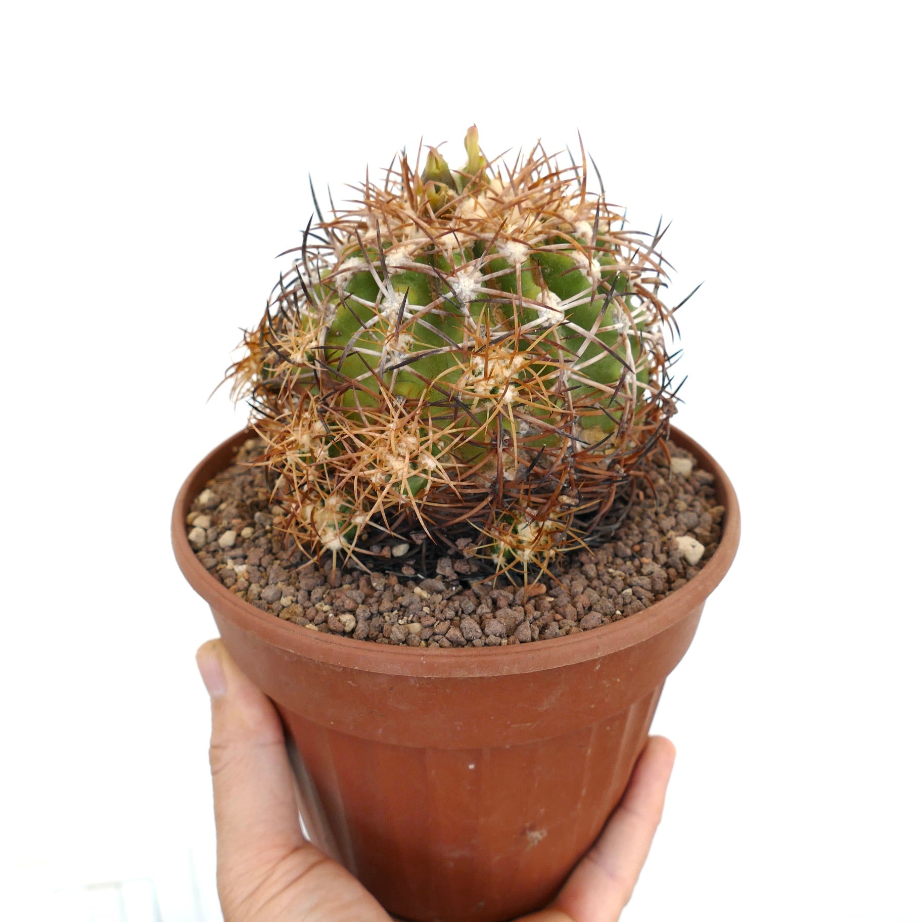 コピアポア・アンディナ 10頭 クラスター | 極めて希少 | 今すぐ購入 |