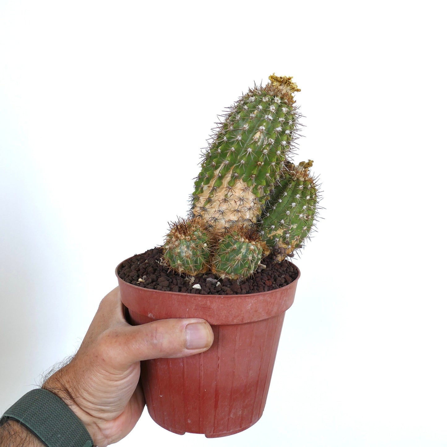 Copiapoa decorticans MULTIHEADS 858