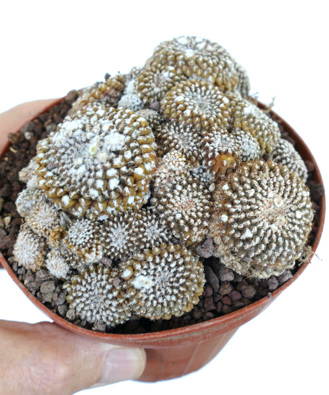 Copiapoa lauii GIANT CLUSTER 787