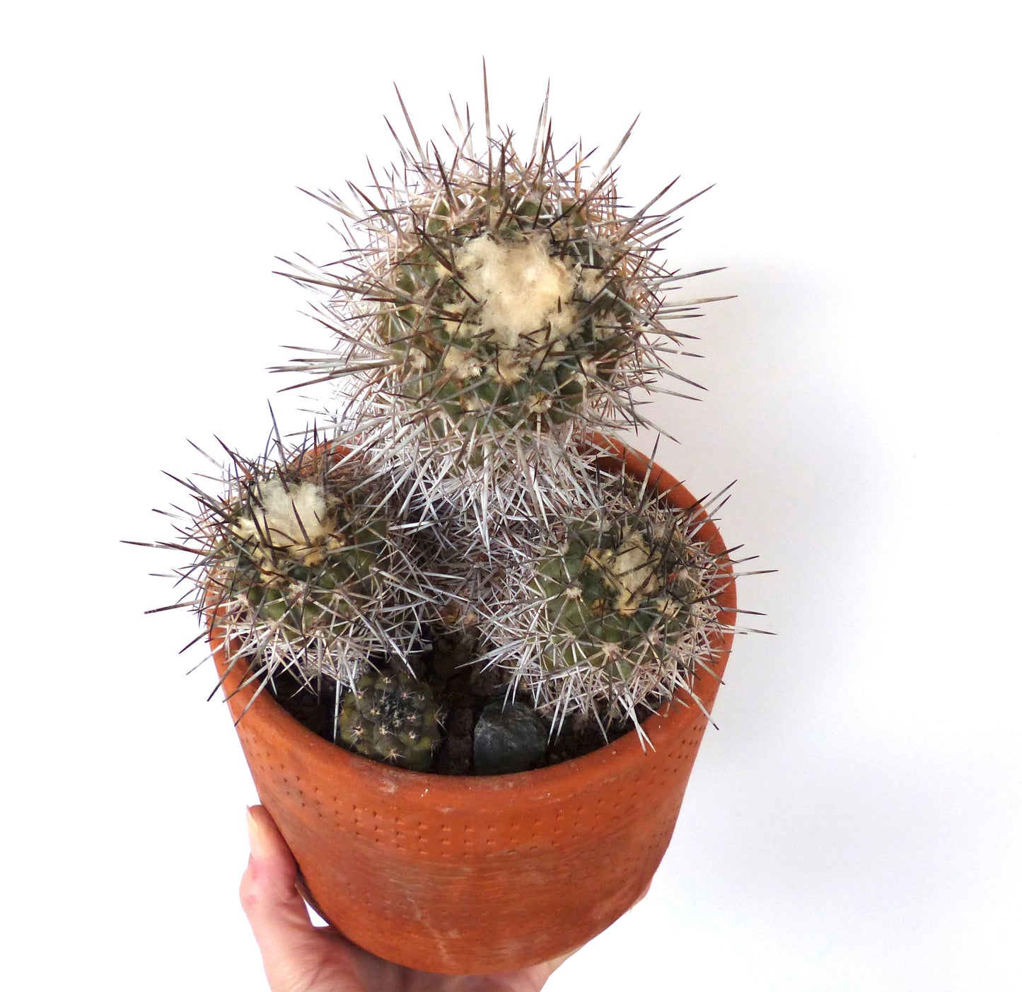 Copiapoa minuta SEEDS