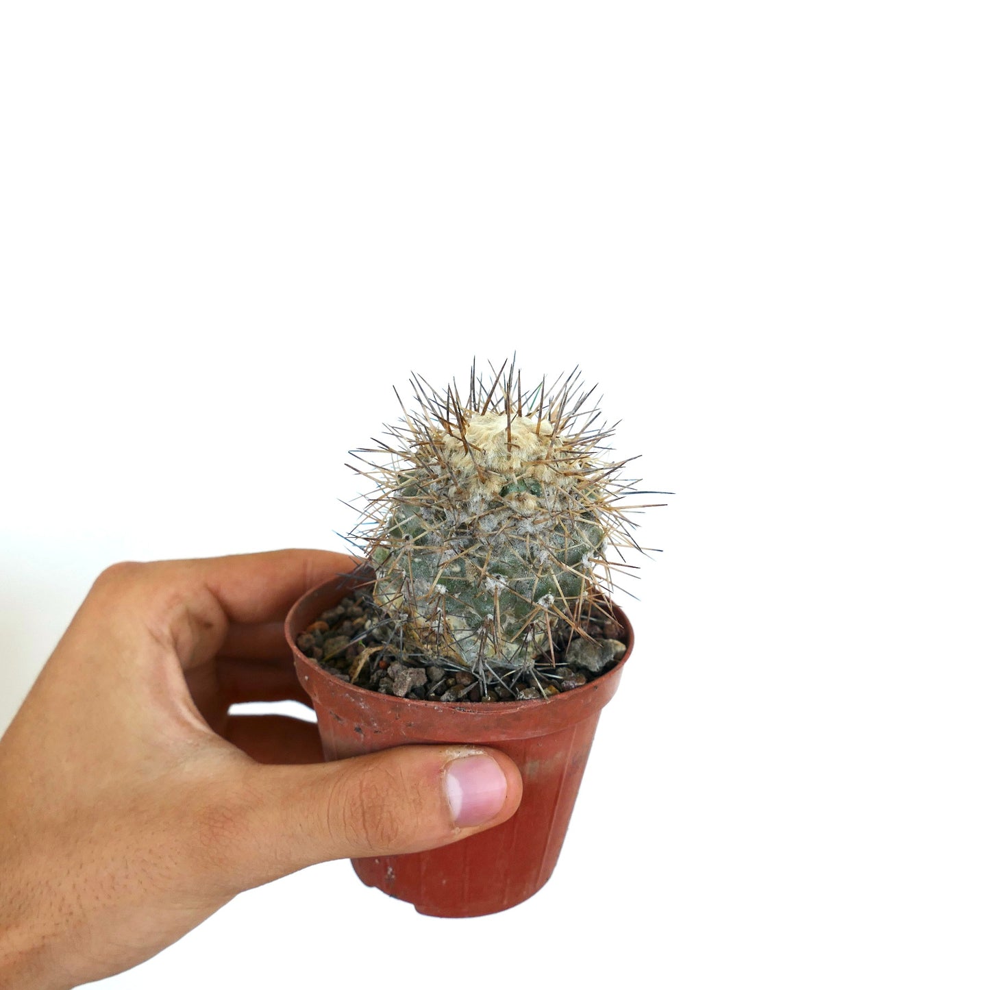 Copiapoa taltalensis