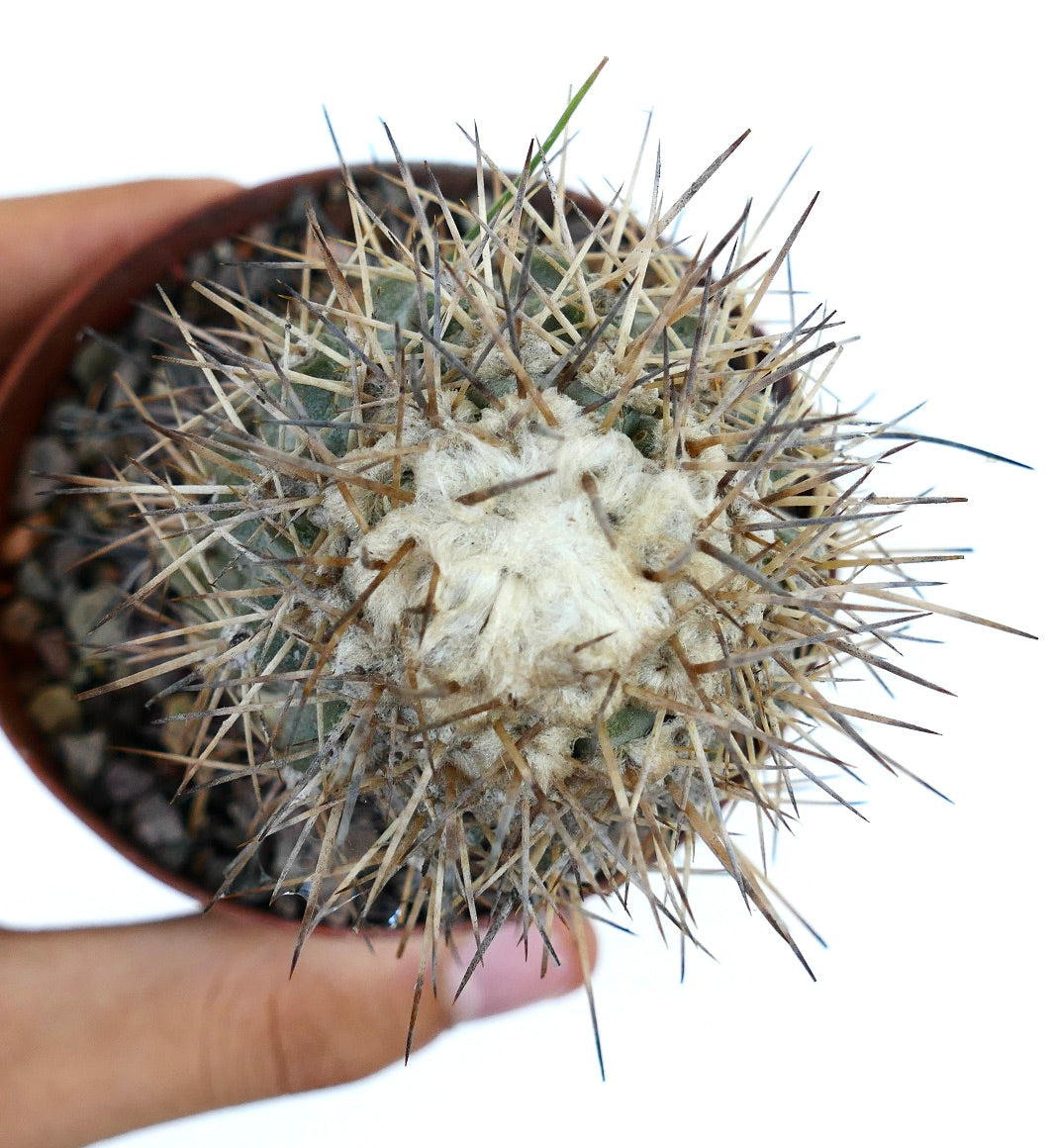 Copiapoa taltalensis