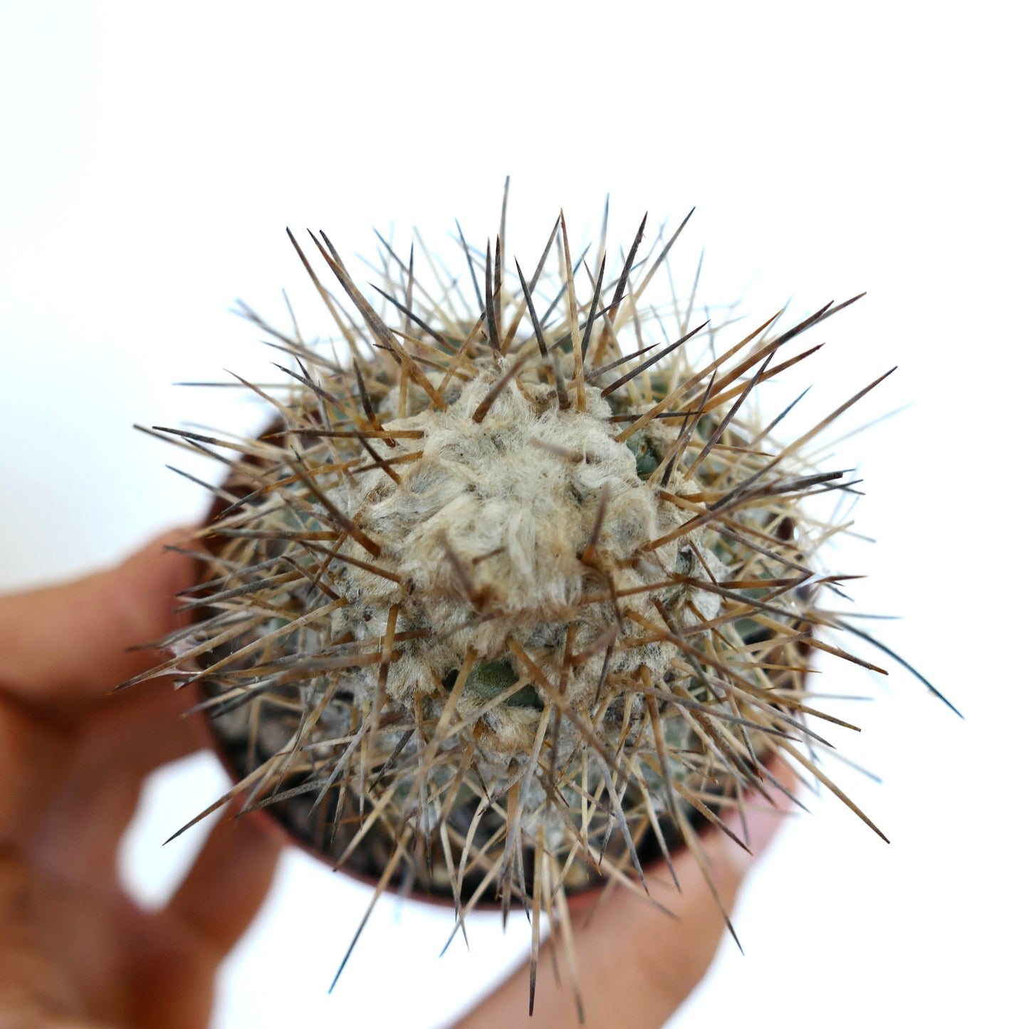 Copiapoa taltalensis