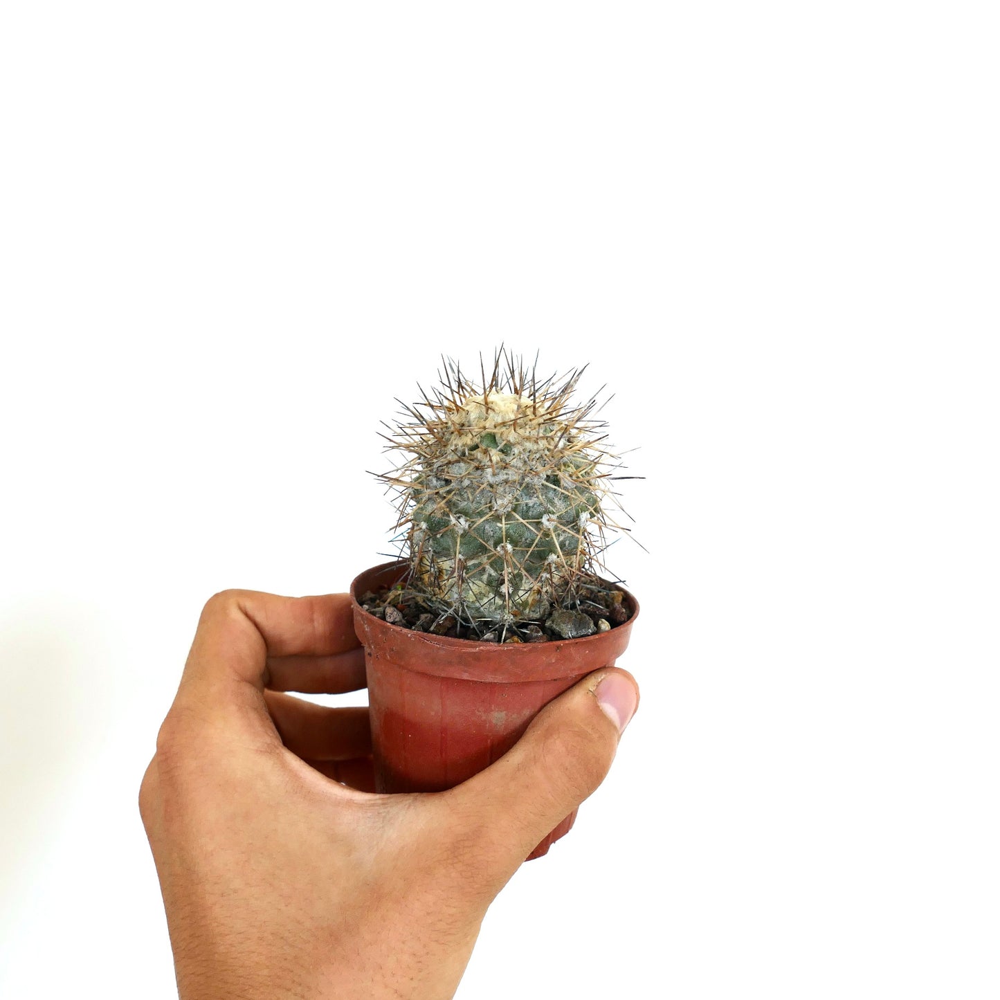 Copiapoa taltalensis