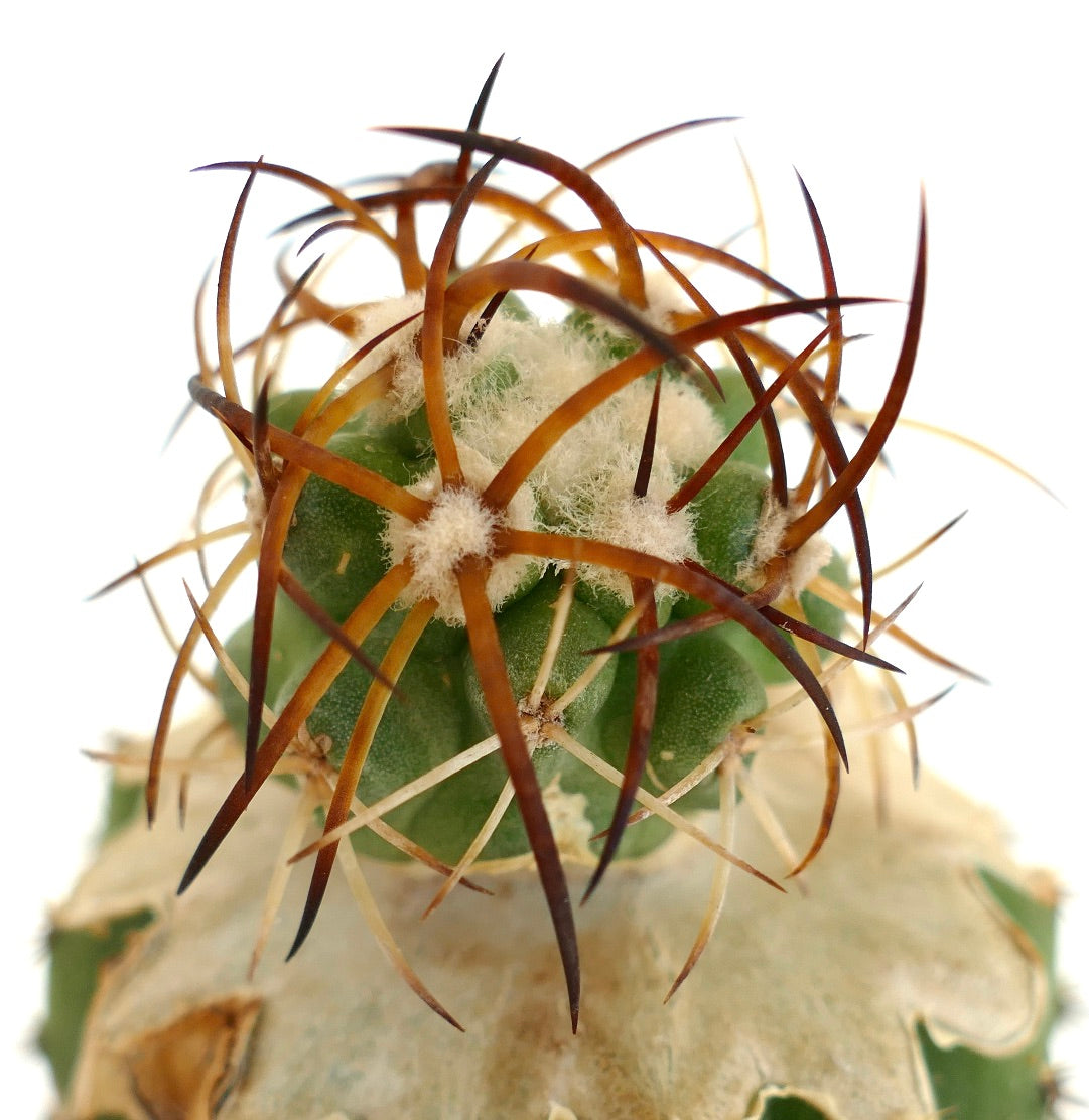 Copiapoa solaris GRAFTED