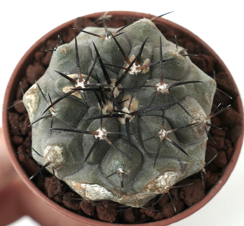 Copiapoa alticostata GREY