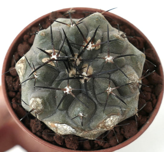 Copiapoa alticostata GREY