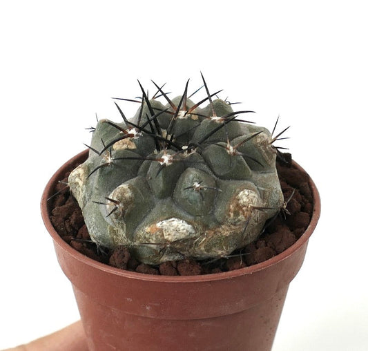 Copiapoa alticostata GREY