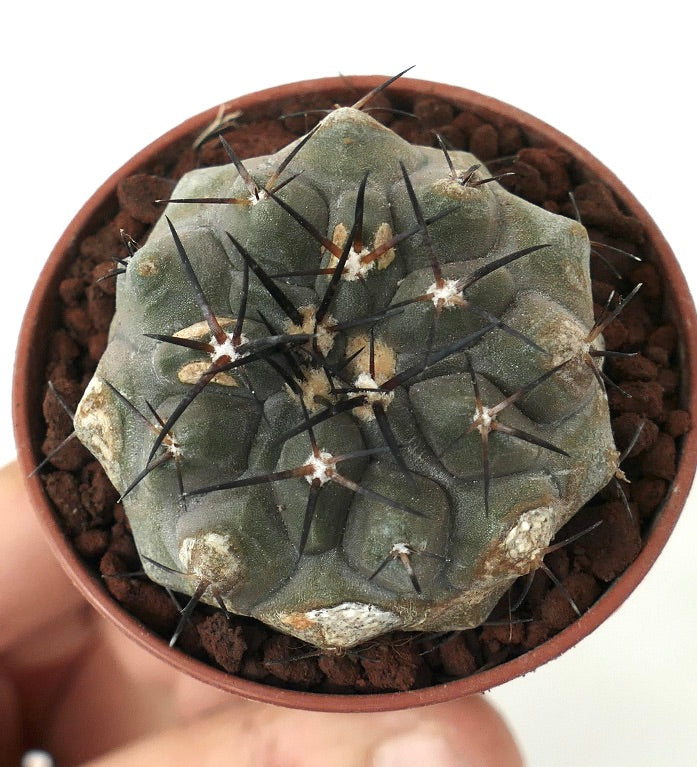 Copiapoa alticostata GREY