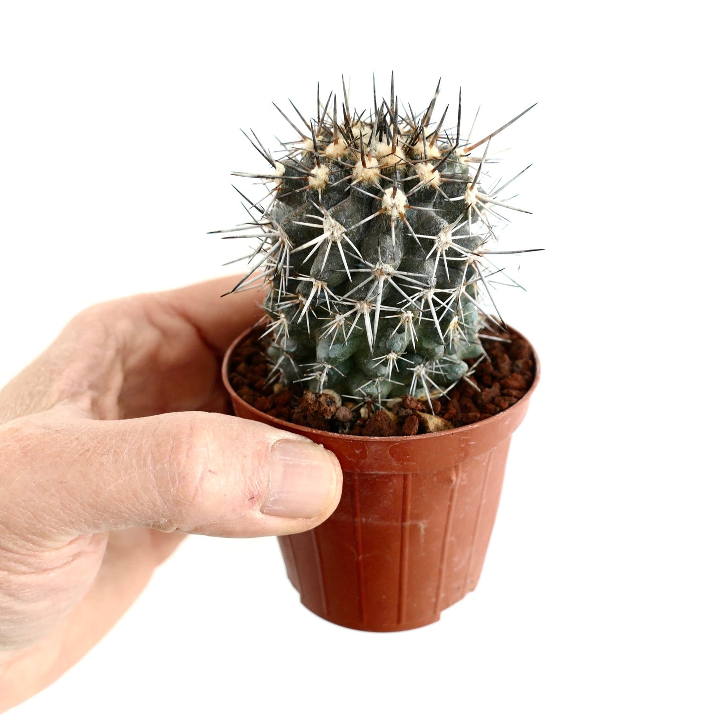 Copiapoa atacamensis