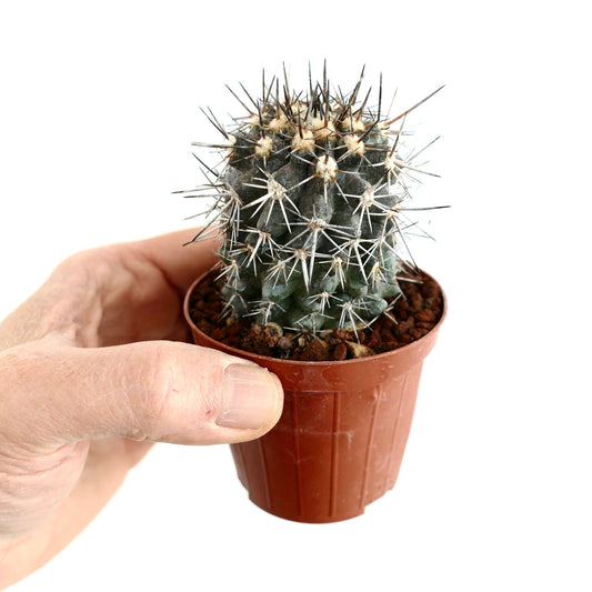 Copiapoa atacamensis