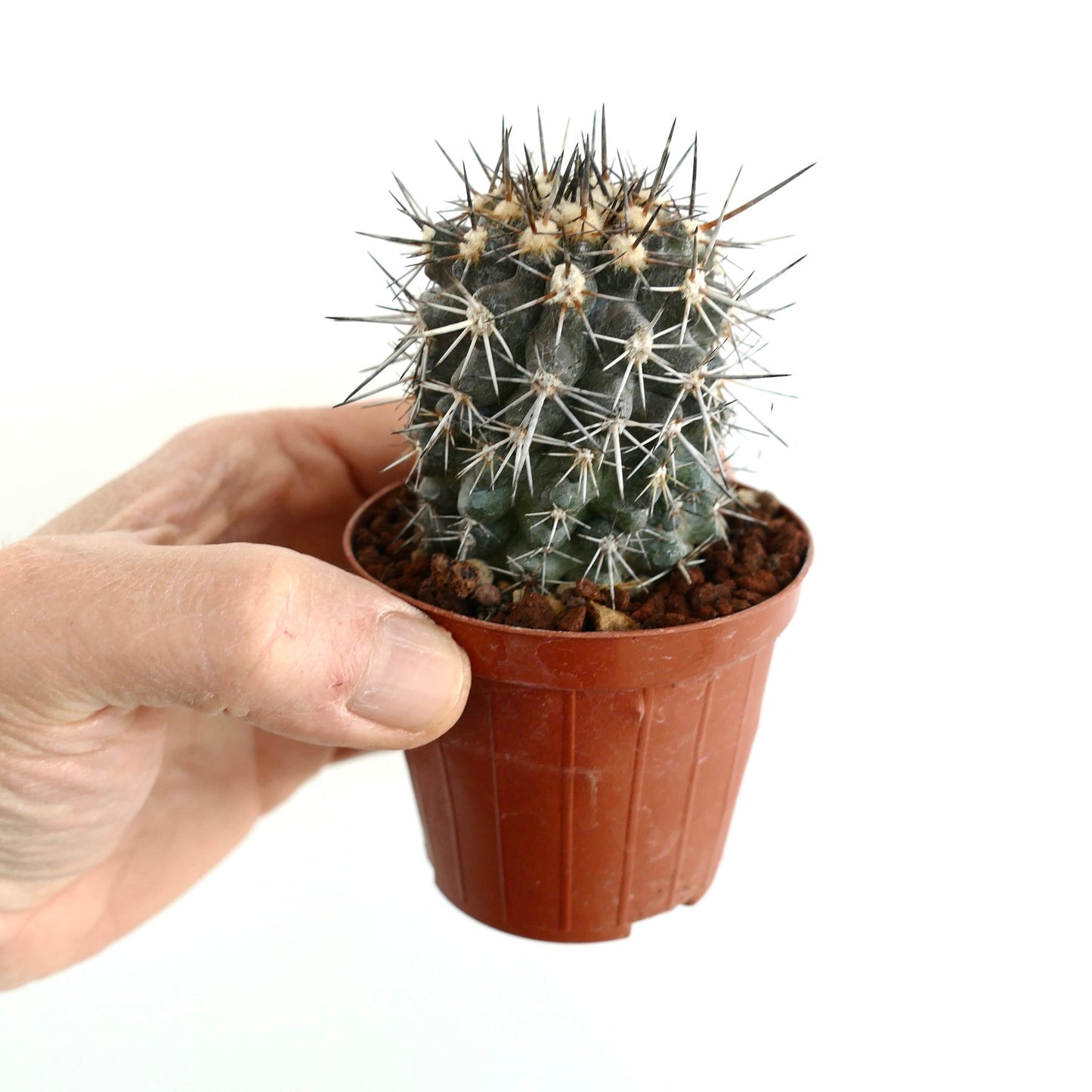 Copiapoa atacamensis